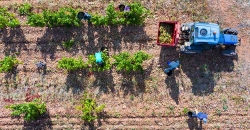 Los beneficios de los datos de abiertos en el sector agrícola y forestal: el caso de Fruktia y Arbaria