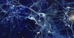 Neuronas