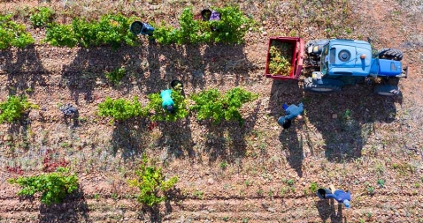 image of a crop