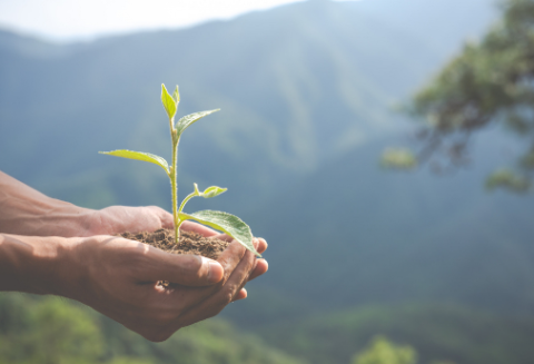 Medio ambiente - planta floreciendo
